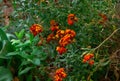 Beautiful blooming Erysimum cheiri or wallflower Ã¢â¬â bright orange flowers